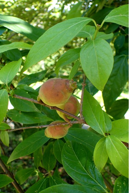Плоди Хімонанта